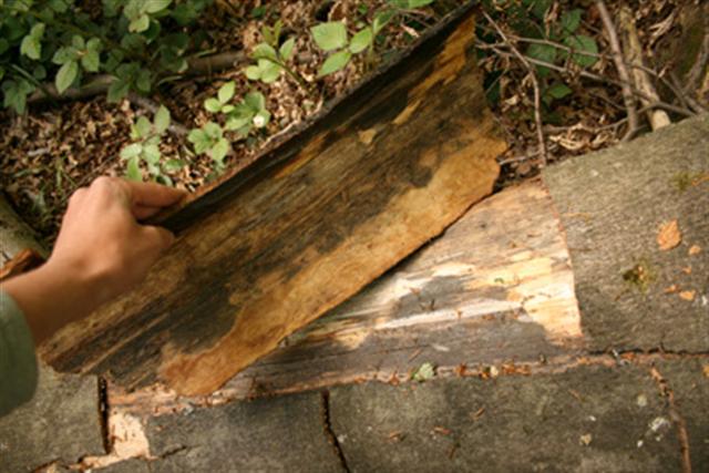 beechbarkcontainer3.jpg