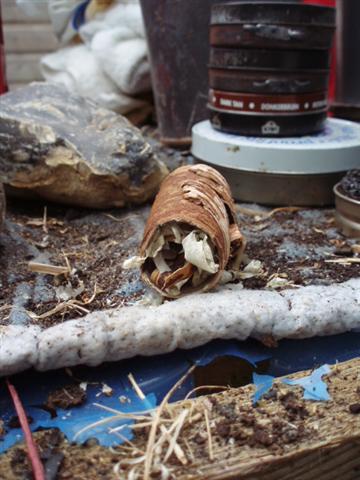 birchbarkcigar5.jpg