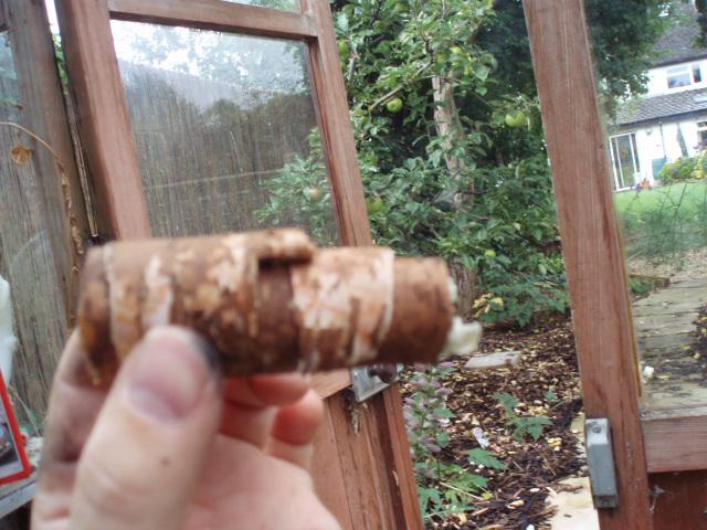 birchbarkcigar8.jpg