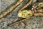 thumb_burdock11.jpg