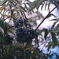 elderberry1.jpg