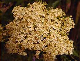 elderflower1.jpg