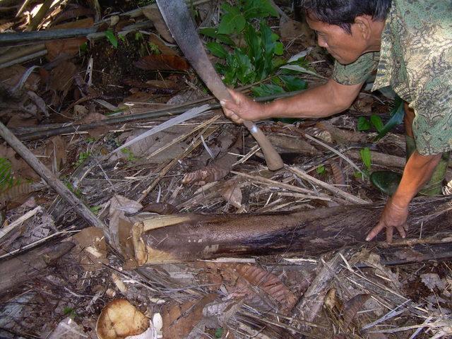 firebamboo2.jpg
