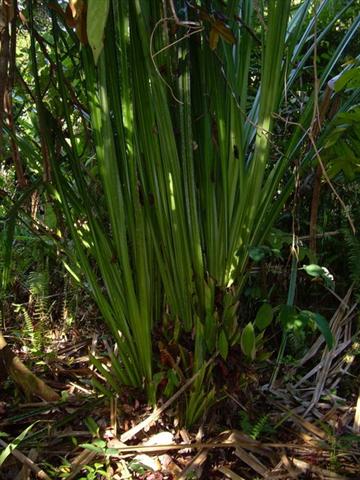 firebamboo6.jpg