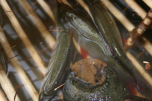 fishtrap14.jpg