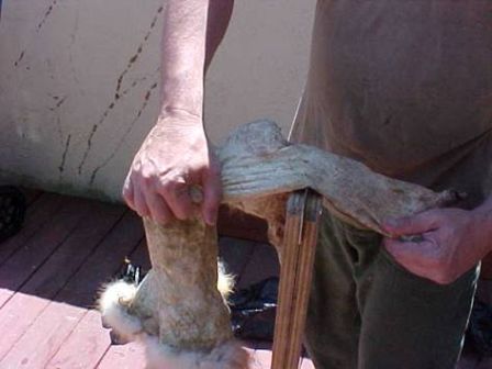 foxhide11.jpg