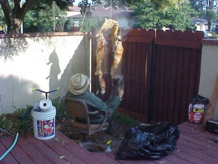 foxhide12.jpg