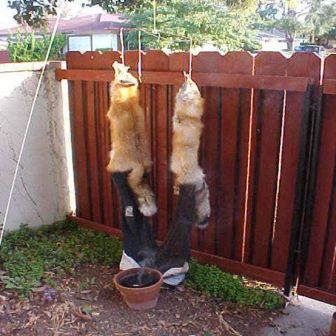 foxhide13.jpg