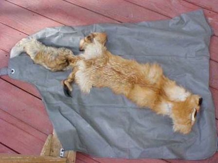 foxhide2.jpg