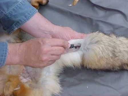 foxhide3.jpg