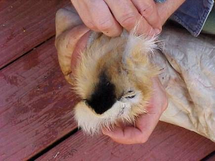 foxhide5.jpg
