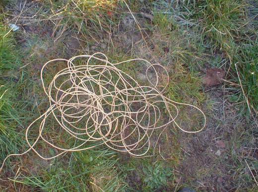 cord22.jpg