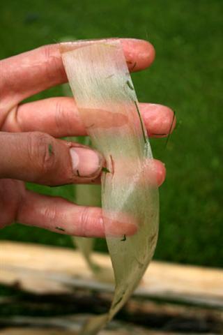 limebarkcordage7.jpg