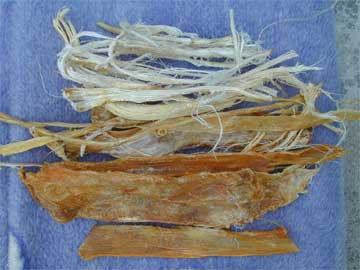 sinew1.jpg