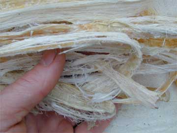 sinew2.jpg