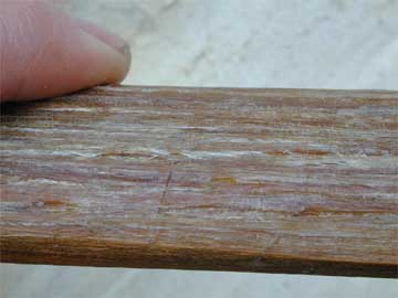 sinew3.jpg
