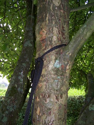 taketothetrees6.jpg