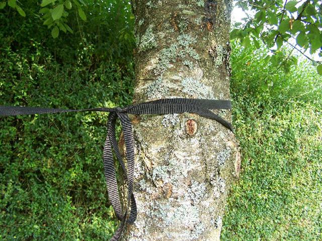 taketothetrees7.jpg