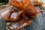 thumb_competitionfungi.jpg