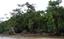 thumb_amazon_rainforest.png