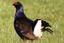 thumb_black_grouse.png