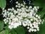 thumb_elderflowers.png