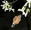 thumb_moth.jpg