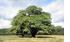thumb_oak.png