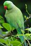 thumb_ring_necked_parakeet.png