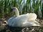 thumb_swan_nesting.png
