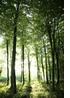 thumb_woodland.png