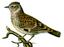 thumb_woodlark.png
