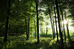 thumb_woods.jpg