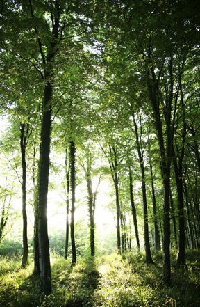 woodland.png