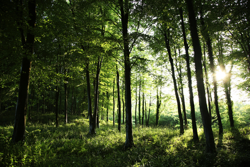 woods.jpg
